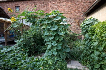 Potager jungle avec courges grimpantes