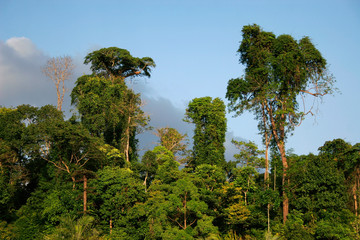 Rainforest in Andaman islands