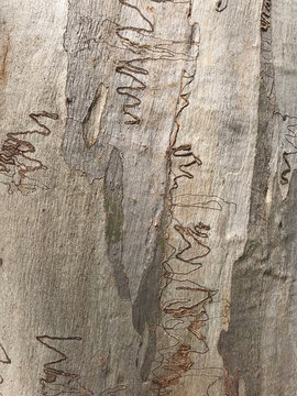 Detail of patterns on bark of Eucalyptus rossii tree created by larvae of Scribbly Gum Moth