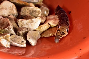 Elephant Hawk-moth caterpillar r on some stones