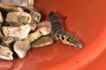 Elephant Hawk-moth caterpillar r on some stones