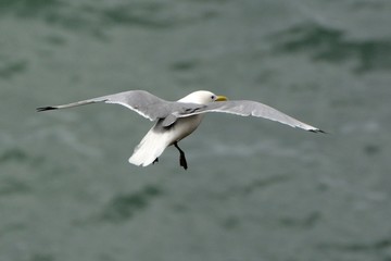 Black-legged kittiwake