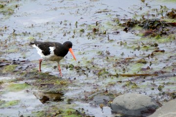 Eurasian oystercatcher