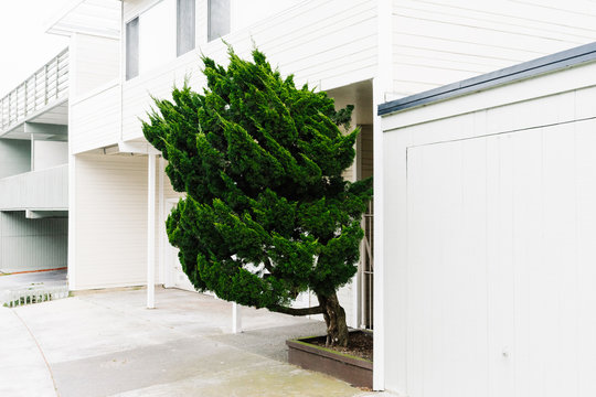 Hollywood Juniper