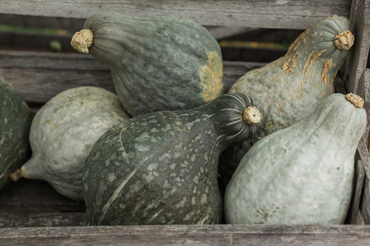Mint Green Squash