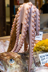 An octopus and other seafood for sale on a market stall