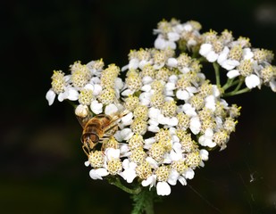 Hoverfly nectar feeding on a white flower