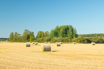 Rolls of hay bales in a field at farm.