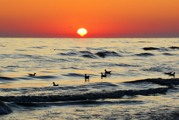 piękny wschód słońca nad morzem, ptaki