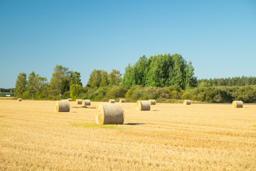 Rolls of hay bales in a field at farm.