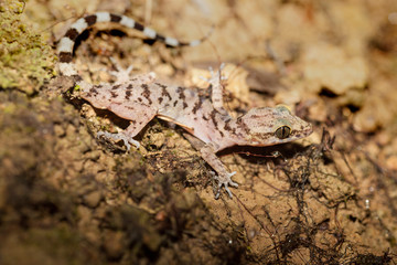 lizard, reptile, animal, gecko, green, nature, wildlife, macro, closeup, eye, wild, scale, close-up, andamans, india, islands, tropical, reptiles, animals, camouflage, jungle, island, asia, sea, andam