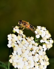Hoverfly nectar feeding on a white flower