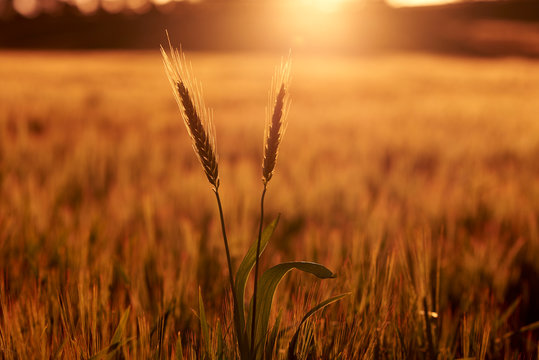 Wheat Crop At Sunset