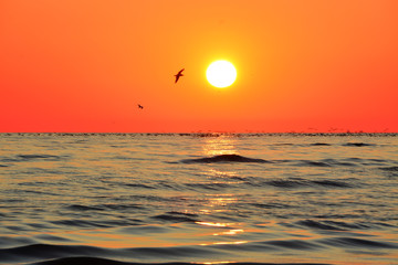 piękny wschód słońca nad morzem, ptaki