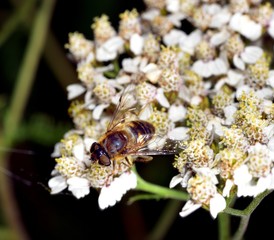 Hoverfly nectar feeding on a white flower