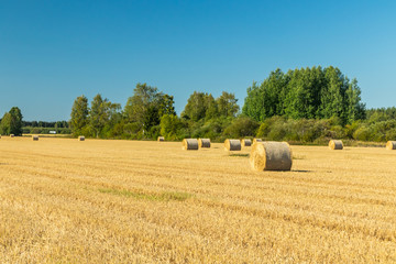 Rolls of hay bales in a field at farm.