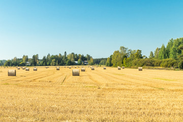 Fototapeta na wymiar Rolls of hay bales in a field at farm.