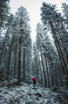 Man with red umbrella walking in the forest in winter, surrounded by tall trees and rocks.