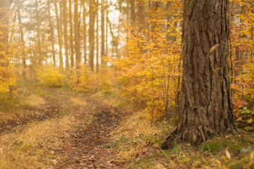 Wald im Herbst