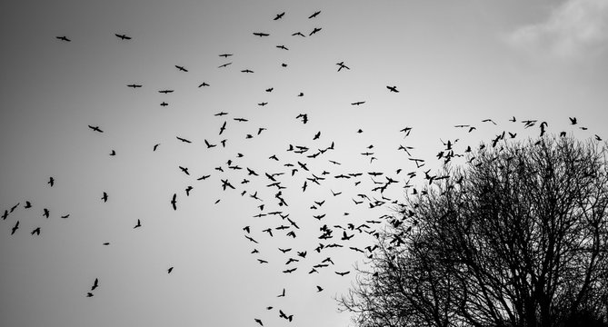 A flock of birds rising from a tree.
