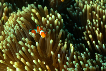 Coral reef on Andaman islands