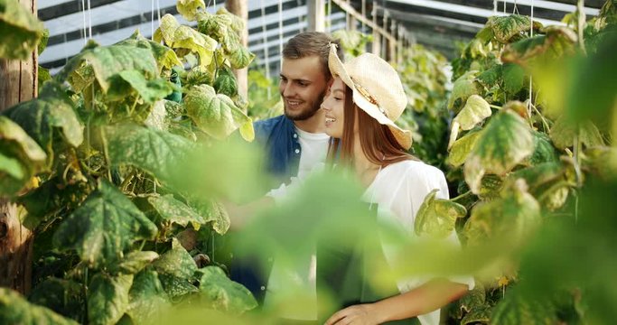 Happy male and female farmers talking and smiling in cucumber greenhouse while checking harvest, family business