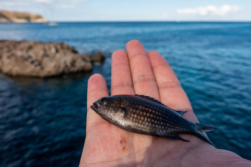 Rybka morska z majorki © SebbPL