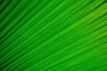 Fototapeta premium Lines and textures of green palm leaves