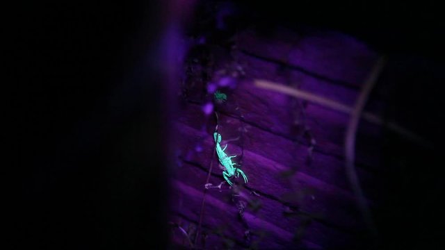 A very still scorpion sits in wait for prey to come within hunting range.   The only motion is from a black light which causes the scorpion to glow.  These scorpions lay in wait in the desert and will