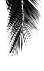 palm coconut leaves on white background