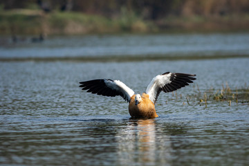 Ruddy shelduck or tadorna ferruginea closeup with wings open in a blue water and beautiful background at keoladeo national park, bharatpur bird sanctuary, rajasthan, india