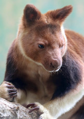 A Portrait of a Tree Kangaroo, Genus Dendrolagus
