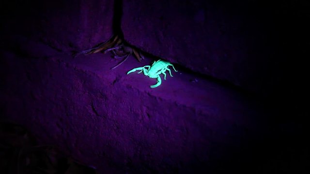 A scorpion hunting under a brick gets sprayed with poison and quickly retreats backwards into a crevice between the bricks in the wall.  It is under a black light and glowing green.