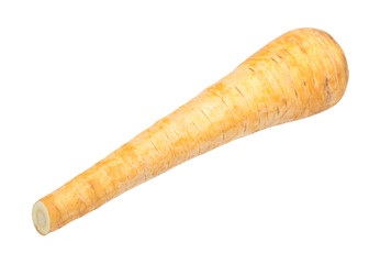 ripe root of Parsnip (pastinaca sativa) isolated