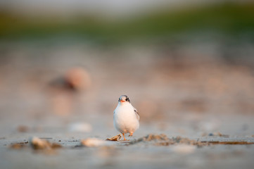 A juvenile Common Tern stands on the beach in the early morning soft sunlight with a smooth background.