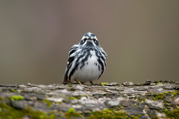 Black and White Warbler perched on a tree with green moss in soft overcast light with a smooth brown background.