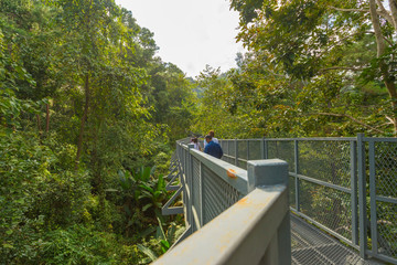 Fototapeta premium The Canopy Walkway at Queen Sirikit Botanic garden