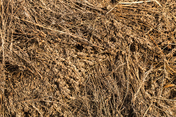 Piles of dried flowers. Lavandula - plant in the mint family, Lamiaceae. Bio waste of the perfume industry.	