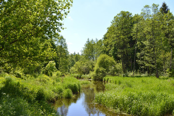 River in the green forest at sunny day.