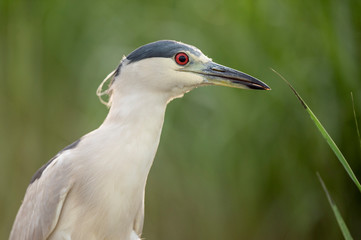 A Black-crowned Night Heron stalks in the bright green marsh grasses in soft light.