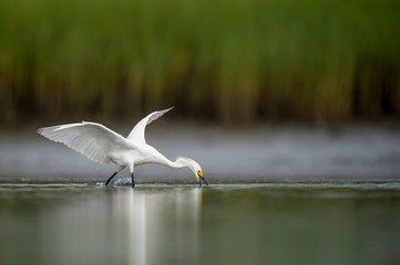 A white Snowy Egret feeds in the shallow water in a marsh with a green grass background in soft...