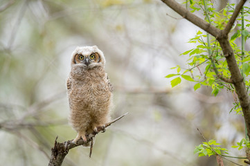 A Great-horned Owlet perched in a tree looks right ahead with big yellow eyes in soft overcast light.