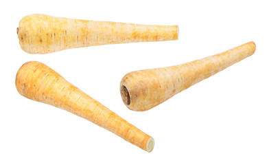 three ripe roots of Parsnip (pastinaca sativa)