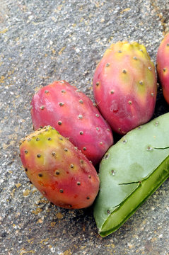 Opuntia ficus-indica ft31_5029 Fico d'India Indijska smokva