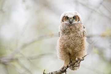 A Great-horned Owlet perched in a tree looks right ahead with big yellow eyes in soft overcast light.