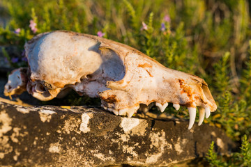Skull of a dead fox at dawn in a meadow.	