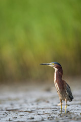 A Green Heron stalks prey in the muddy marsh with a smooth green background.