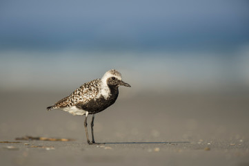 A breeding plumage Black-bellied Plover stands on a sandy beach in soft sunlight with a smooth background.