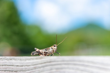 クルマバッタモドキ