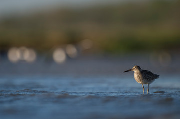 A Willet stands in the shallow blue water with a smooth blue and green background in the sun.